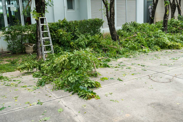 Best Hedge Trimming  in Rehoboth Beach, DE